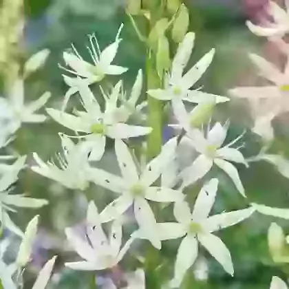 Leichtlinii Alba